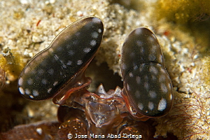 Eyes of Spearing Giant Mantis Shrimp, Lysiosquillina lisa by Jose Maria Abad Ortega 
